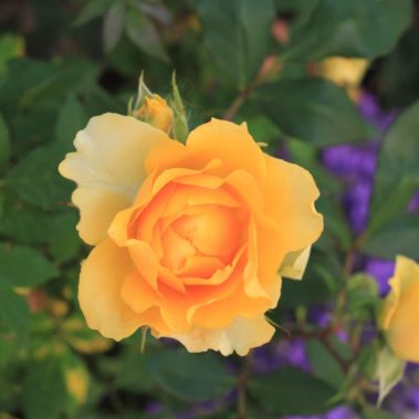 Eine blühende gelb-orange Rose inmitten von grünen Blättern im Garten des Ferienhauses QuarTIER in Böchingen.