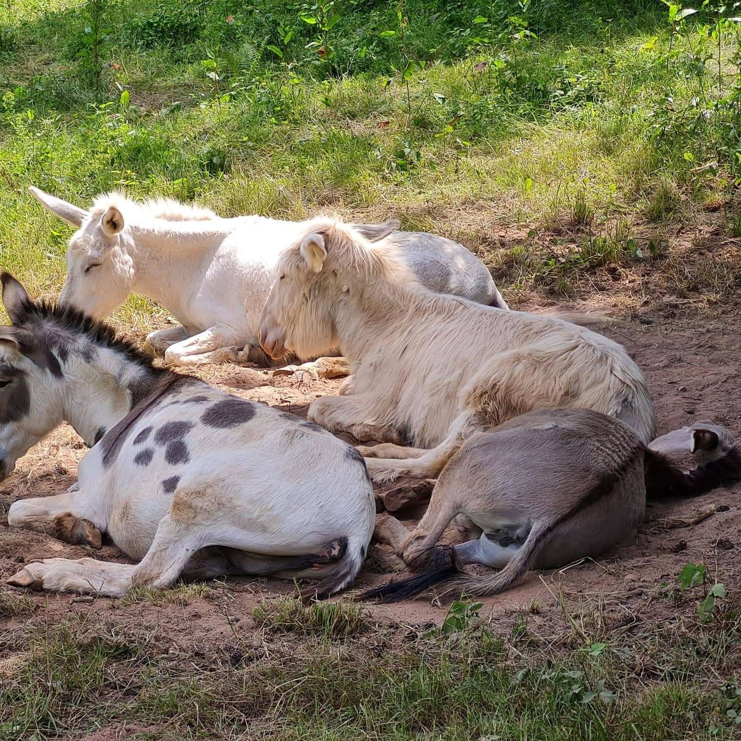 Esel liegen entspannt im Schatten auf dem Eselpferdehof Südpfalz in Böchingen.