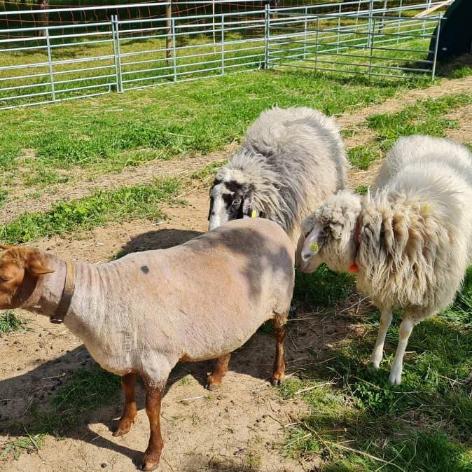 Drei wollige Schafe stehen auf einer grünen Weide des Eselpferdehofs Südpfalz in Böchingen.