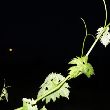 Eine grüne Weinpflanze mit Weinblättern vor dem dunklen Nachthimmel mit dem Mond im Hintergrund in Böchingen.